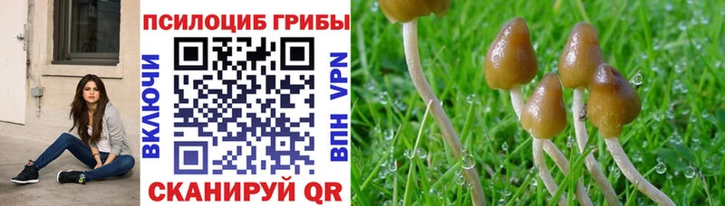 ОМГ ОМГ ССЫЛКА  Западная Двина  Псилоцибиновые грибы Psilocybe 